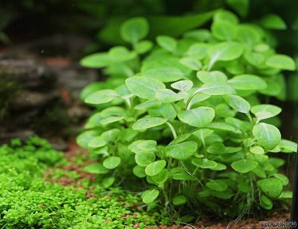 Lobelia Cardinalis sp MINI in vitro